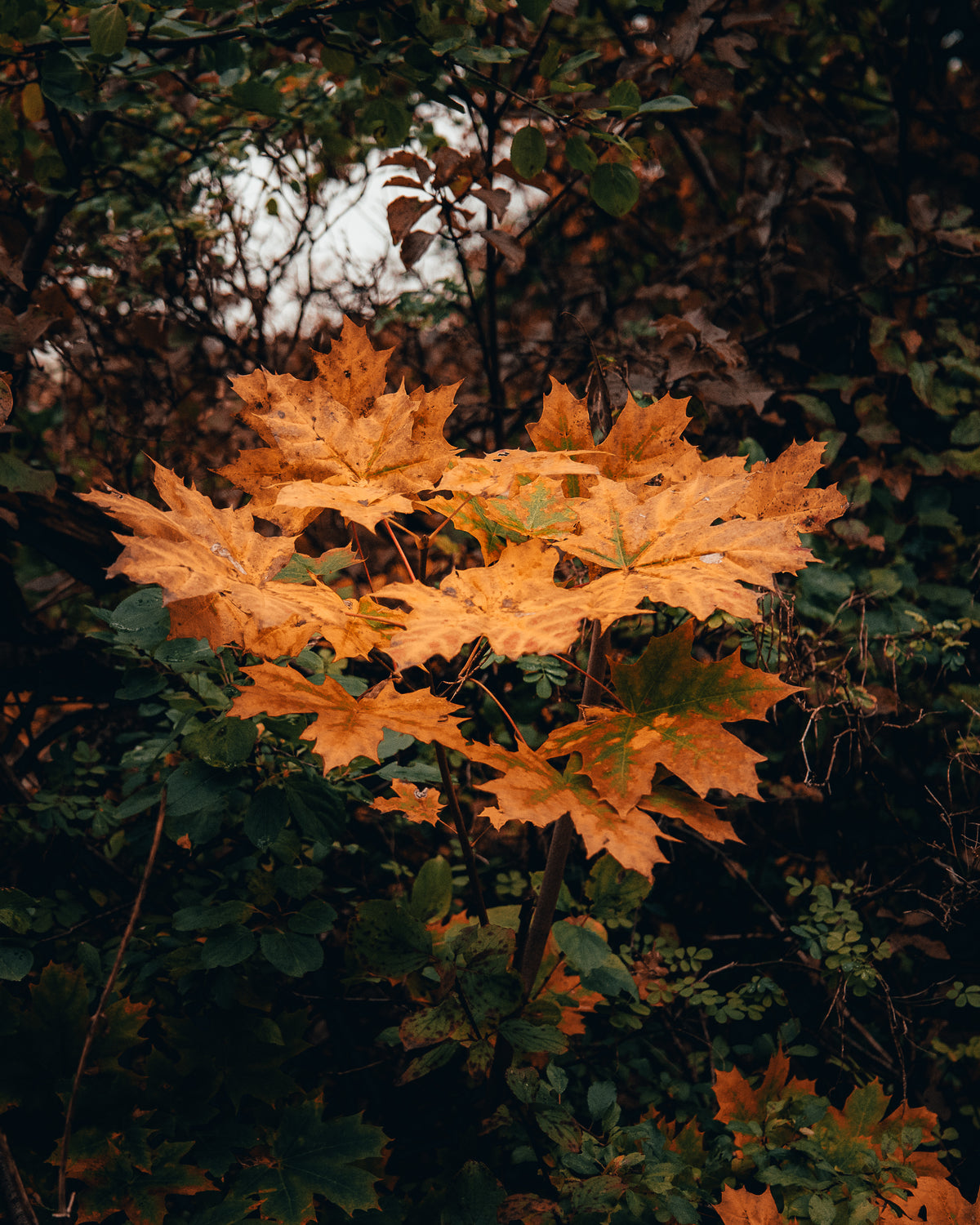 ภาพประกอบความหมายของชื่อ Maple — เมเปิล